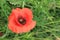 Wild red poppies bloom on a mountainside on a summer sunny day