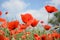 Wild red poppies blooming in the spring in the meadow on a background of blue sky with clouds, for advertising, banner, copyspace