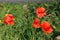 Wild red poppies growing in a field.