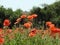 Wild red poppies growing in tall grass