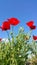 Wild red poppies with large heads on end of spindly stems