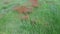 Wild red poppies on a wheat field, aerial view.