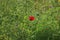 Wild red  poppy flower.