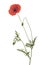 Wild red poppy flower, Papaver rhoeas, with long stem, buds and leaves, isolated on white background.