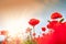 Wild red poppy flowers at morning sunlight.