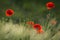 Wild Red Poppy, Shot With A Shallow Depth Of Focus, On A Green Meadow In The Sun. Several Red Poppy Close-Up Among Wheat. Picture
