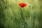 Wild Red Poppy, Shot With A Shallow Depth Of Focus, On A Green Wheat Field In The Sun. Lonely Red Poppy Close-Up Among Wheat. Pict