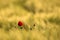 Wild Red Poppy, Shot With A Shallow Depth Of Focus, On A Yellow Wheat Field