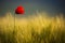 Wild Red Poppy, Shot With A Shallow Depth Of Focus, On A Yellow Wheat Field In The Sun. Lonely Red Poppy Close-Up Among Wheat.