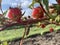 Wild red roselle flowers on a tree with two insects making love in the field at sunny day. Flora and fauna environment