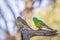Wild Red-rumped Parrots, Woodlands Historic Park, Victoria, Australia, June 2019