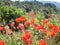 Wild, red spring poppies at Sierra del Segura, Albacete, Spain.