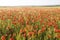 Wild red summer poppies in wheat field