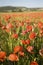 Wild red summer poppies in wheat field