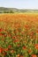 Wild red summer poppies in wheat field