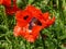 Wild red Turkish poppy with a dark black flower center in the middle. Bundesgartenschau in Germany in 2011 . Shining strong red