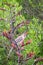 Wild Red Wattlebird Feeding on Phormium Flowers, Gisborne Botanical Gardens, Gisborne, Victoria, Australia, December 2018