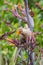 Wild Red Wattlebird Feeding on Phormium Flowers, Gisborne Botanical Gardens, Gisborne, Victoria, Australia, December 2018