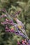 Wild Red Wattlebird Feeding on Phormium Flowers, Gisborne Botanical Gardens, Gisborne, Victoria, Australia, December 2018