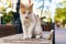 Wild red and white cat, dirty and hungry, sits on bench in park and looks