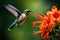 Wild red wildlife nature flower animal nectar beak hummingbird bird green wing fly