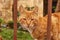 Wild redheaded kitten sitting behind brown iron fence and watchs me. Funny cat face looks throught iron sticks. Angry animal head