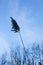 Wild reed silhouette close up blue sky