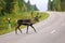 Wild reindeer crossing the road in the Sweden