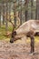 Wild reindeer grazing in pine forest in Lapland, Northern Finland.