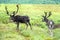 Wild reindeer on a green upland moor.