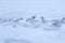 Wild Reindeer, Rangifer tarandus, with massive antlers in snow, Svalbard, Norway. Svalbard caribou, wildlife scene from nature,