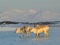 Wild reindeers - Svalbard, Arctic