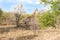 Wild Reticulated Giraffe and African landscape in national Kruger Park in UAR