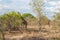 Wild Reticulated Giraffe and African landscape in national Kruger Park in UAR