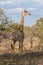 Wild Reticulated Giraffe and African landscape in national Kruger Park in UAR