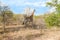 Wild Reticulated Giraffe and African landscape in national Kruger Park in UAR