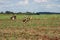 Wild rheas on a farm in Mato Grosso do Sul