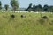 Wild rheas on a farm in Mato Grosso do Sul