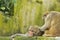 Wild rhesus monkeys