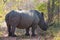 Wild rhino and African landscape inl Kruger Park in UAR