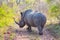 Wild rhino and African landscape in Kruger Park in UAR