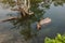 Wild rhino bathing in the river in Jaldapara National Park