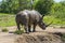 Wild rhinoceros