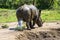 Wild rhinoceros, Africa