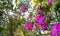 Wild Rhododendron forest