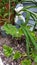 Wild Rhubarb growing in a corner of a urban garden