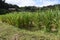 Wild rice stem cultivation