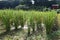 Wild rice stem cultivation