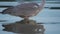 Wild Richmond Park Heron Bird in Calm Peaceful Lake with Small Rippling Waves, Close Up Beautiful Bi