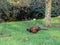 Wild ring-necked pheasant, Phasianus colchicus. Peebles, Scotland